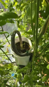 Entfernung von Algen aus einem hydroponischen System #Algenentfernung #Hydroponik #Pflanzenpflege #Systemreinigung #Nährstoffaufnahme #Gartenarbeit #Hydrokultur