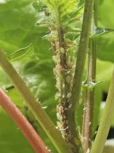 Schädlinge in der Hydroponik: Erkennung, Bekämpfung und Prävention
